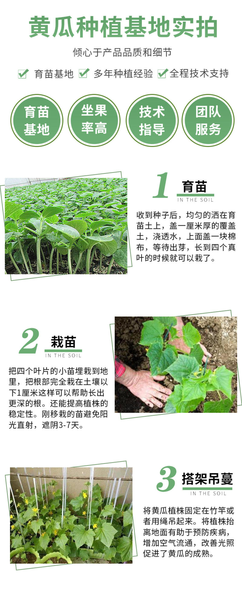 威龙100黄瓜种子春夏秋冬季高产绿瓢密刺黄瓜种籽四季种子