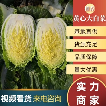 大白菜大量上市产地直供量大优惠视频看货来电咨询