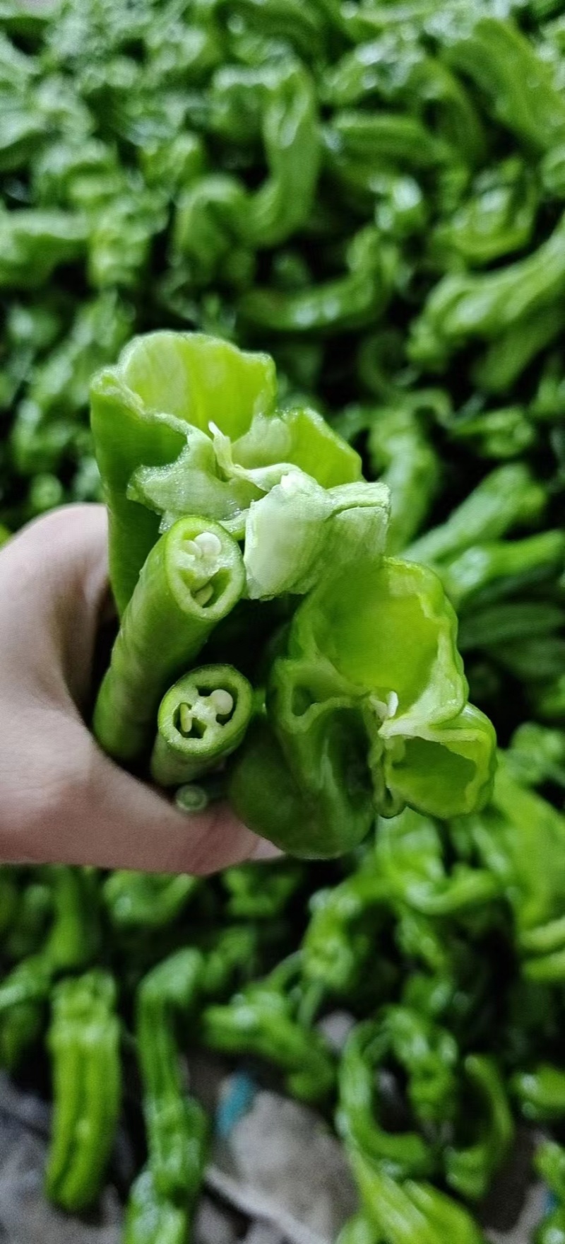 山东薄皮椒(苏椒五号)鲜辣椒线椒301尖椒对接电商