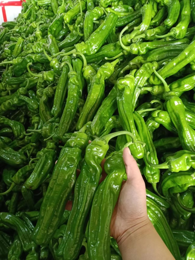 山东薄皮椒(苏椒五号)鲜辣椒线椒301尖椒对接电商