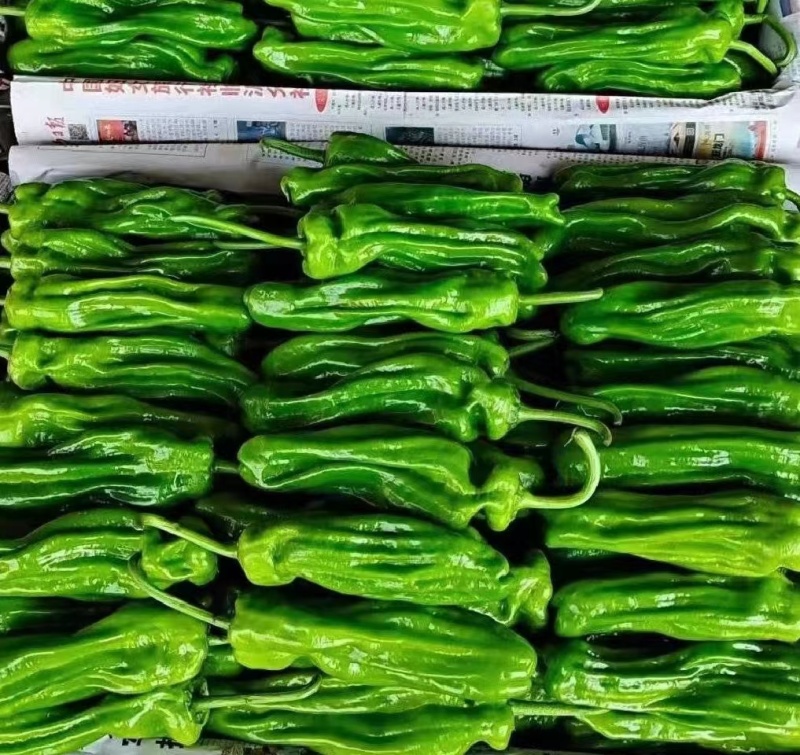 山东薄皮椒(苏椒五号)鲜辣椒线椒301尖椒对接电商