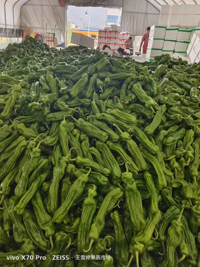 山东薄皮椒(苏椒五号)鲜辣椒线椒301尖椒对接电商