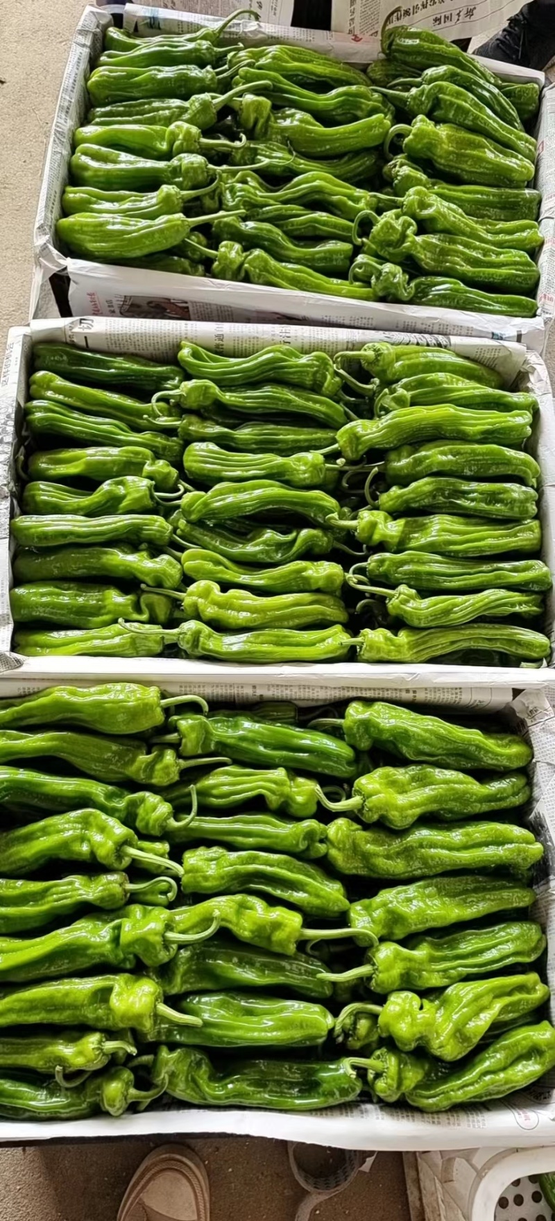 山东薄皮椒(苏椒五号)鲜辣椒线椒301尖椒对接电商