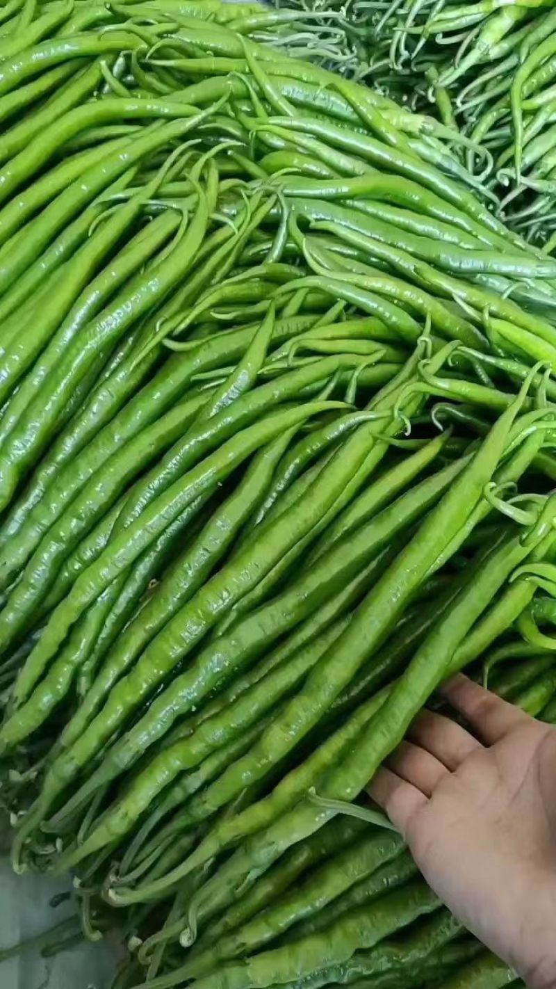 品质线椒产地直发对接各类客户欢迎咨询合作