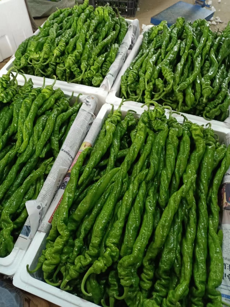 河南商丘精品螺丝椒鲜辣椒产地直发品质保证迎咨询