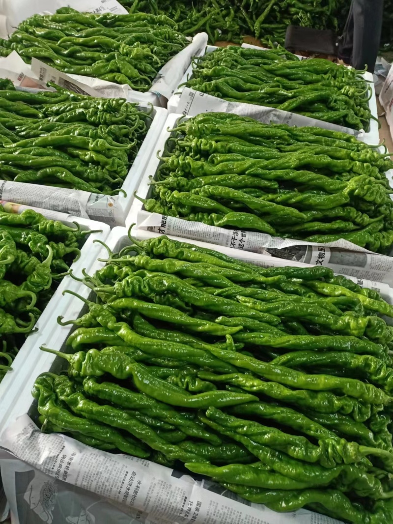 河南商丘精品螺丝椒鲜辣椒产地直发品质保证迎咨询