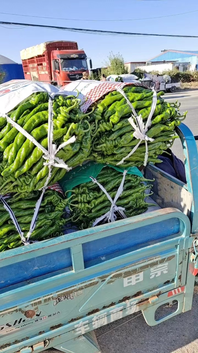 河南商丘精品螺丝椒鲜辣椒产地直发品质保证迎咨询