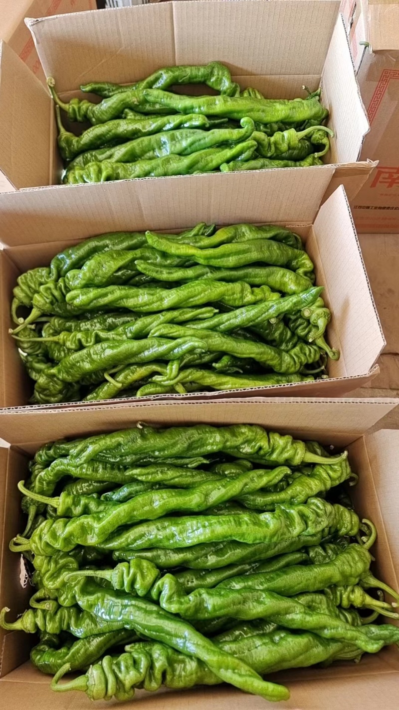河南商丘精品螺丝椒鲜辣椒产地直发品质保证迎咨询