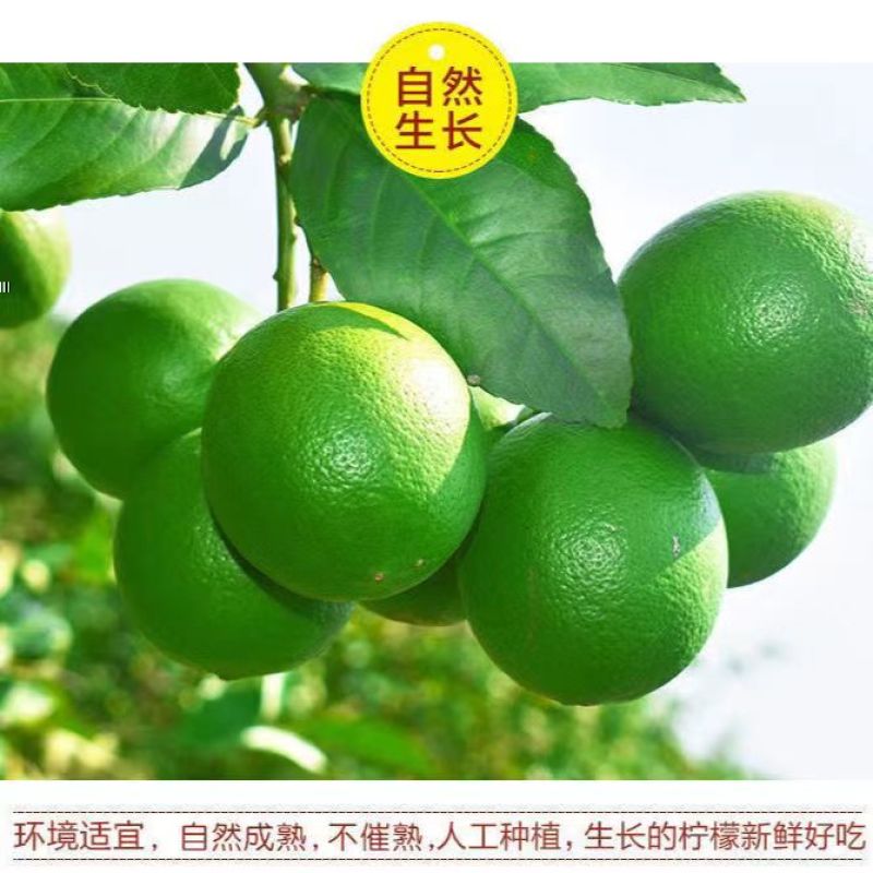 塔希提无籽青柠檬