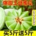 海南乐东专业供应链代办玉菇甜瓜