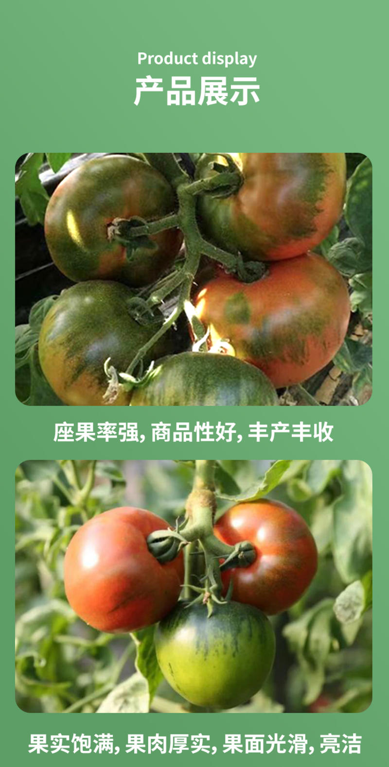 熊本甘美铁皮草莓番茄种子超甜绿腚生吃西红种子草莓番茄种孑
