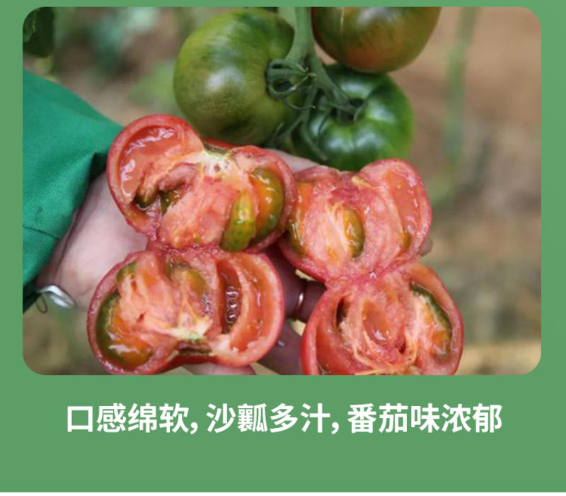 熊本甘美铁皮草莓番茄种子超甜绿腚生吃西红种子草莓番茄种孑