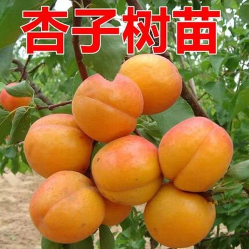 特大杏树苗凯特金太阳嫁接新品种杏树苗山东杏树苗