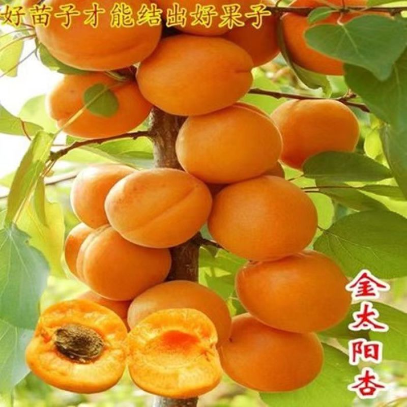 特大杏树苗凯特金太阳嫁接新品种杏树苗山东杏树苗