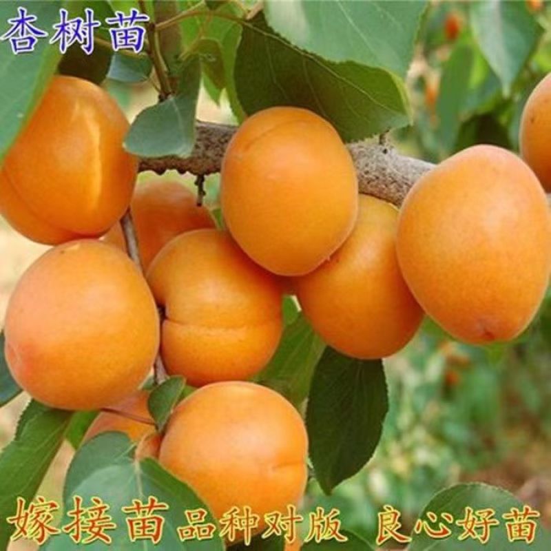 特大杏树苗凯特金太阳嫁接新品种杏树苗山东杏树苗