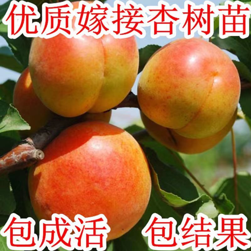 特大杏树苗凯特金太阳嫁接新品种杏树苗山东杏树苗