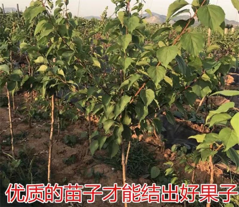 特大杏树苗凯特金太阳嫁接新品种杏树苗山东杏树苗