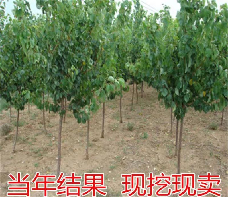 特大杏树苗凯特金太阳嫁接新品种杏树苗山东杏树苗