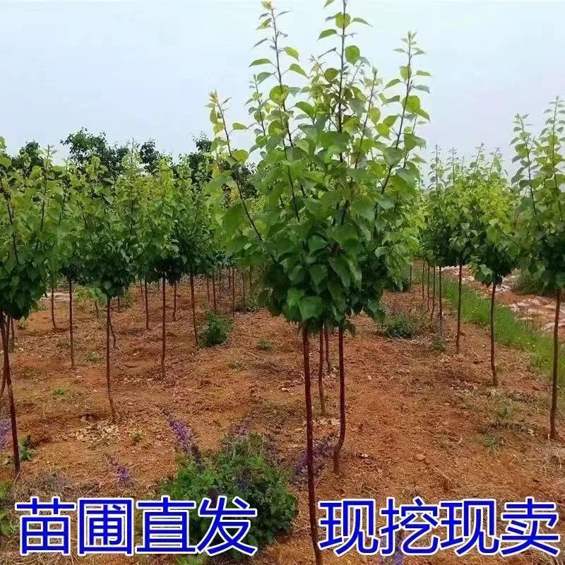 特大杏树苗凯特金太阳嫁接新品种杏树苗山东杏树苗