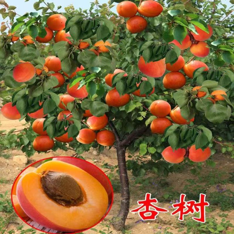 特大杏树苗凯特金太阳嫁接新品种杏树苗山东杏树苗