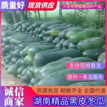 湖南冬瓜精品黑皮冬瓜大量上市货源充足规格齐全