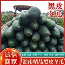湖南精品黑皮冬瓜，大量供应，常年有货，可全国代发