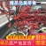 【精选】北美冬青基地直发耐寒成活率高各种规格