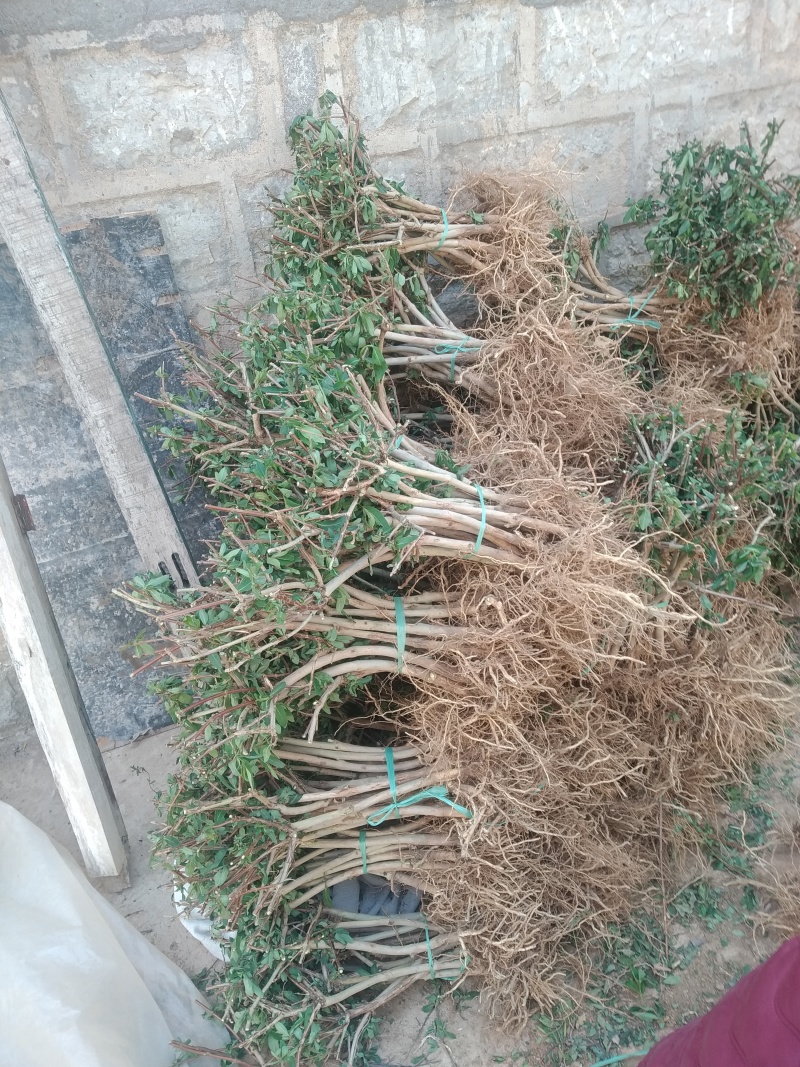 【2年苗】金银花苗粗度1cm以上，包邮包技术包回收干货