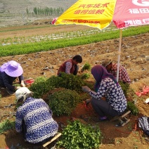 【2年苗】金银花苗粗度1cm以上，包邮包技术包回收干货