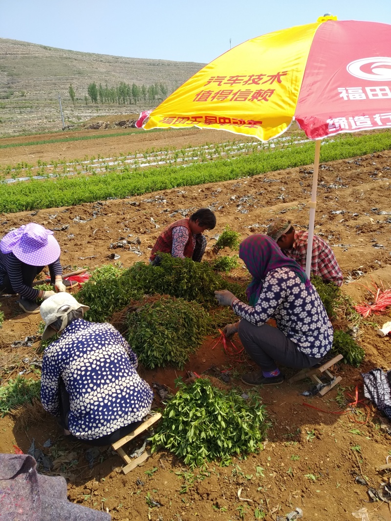 【2年苗】金银花苗粗度1cm以上，包邮包技术包回收干货