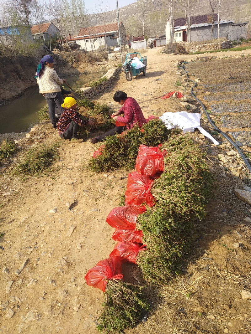 【2年苗】金银花苗粗度1cm以上，包邮包技术包回收干货