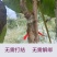 优质嫁接膜，自带粘性无需打结无需解绑，新手也能轻松使用