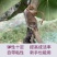 优质嫁接膜，自带粘性无需打结无需解绑，新手也能轻松使用