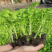 四季种植芹菜苗西芹苗秧高产易活