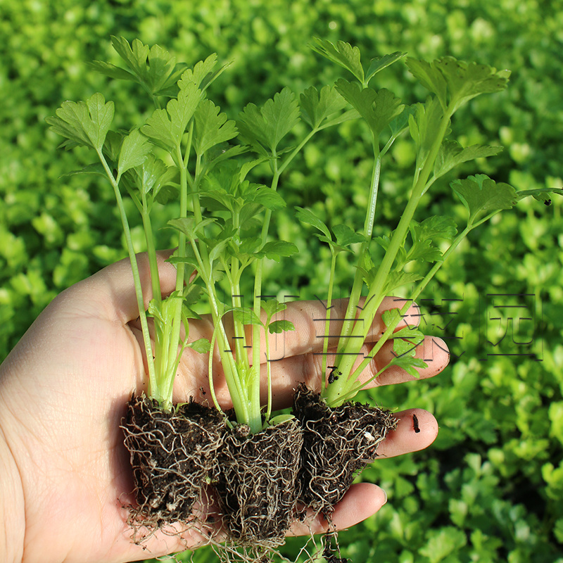四季种植芹菜苗西芹苗秧高产易活