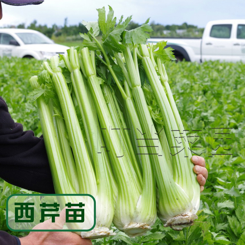 四季种植芹菜苗西芹苗秧高产易活