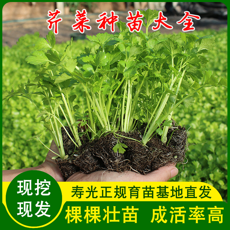 四季种植芹菜苗西芹苗秧高产易活