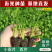 四季种植芹菜苗西芹苗秧高产易活