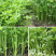 四季种植芹菜苗西芹苗秧高产易活