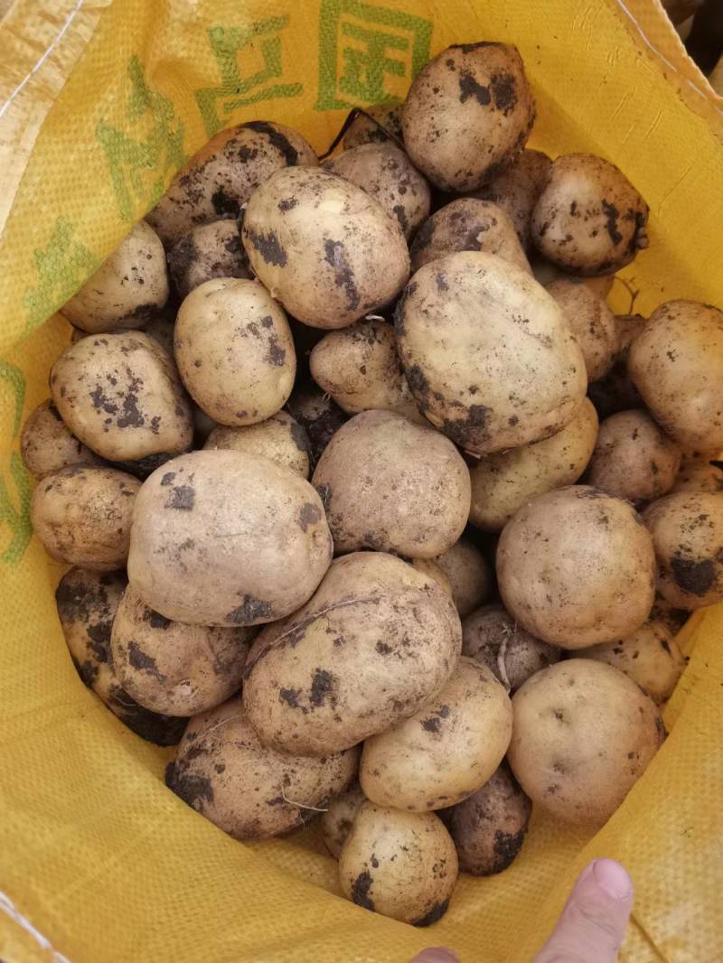 出售三两以上马铃薯商品薯及原一原二马铃薯种子