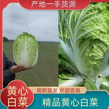 矮颗黄心白菜净菜4斤左右大量上市供应社区团购市场电商