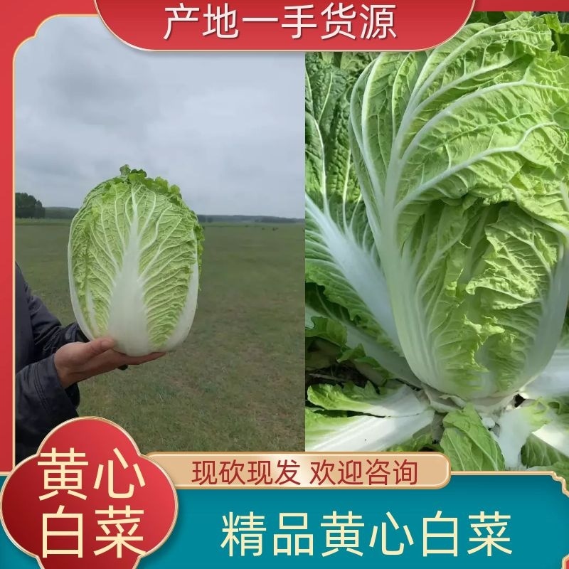 优质白菜，矮颗黄心白菜大量上市中！欢迎来电垂询