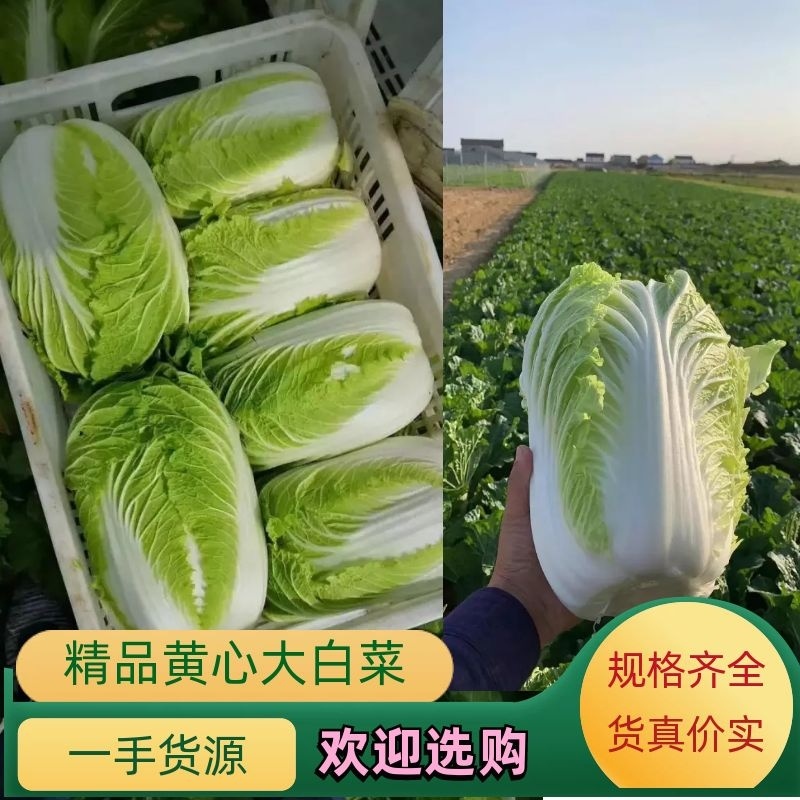 黄心白菜大量上市中量大优惠供应全国电商社区团购