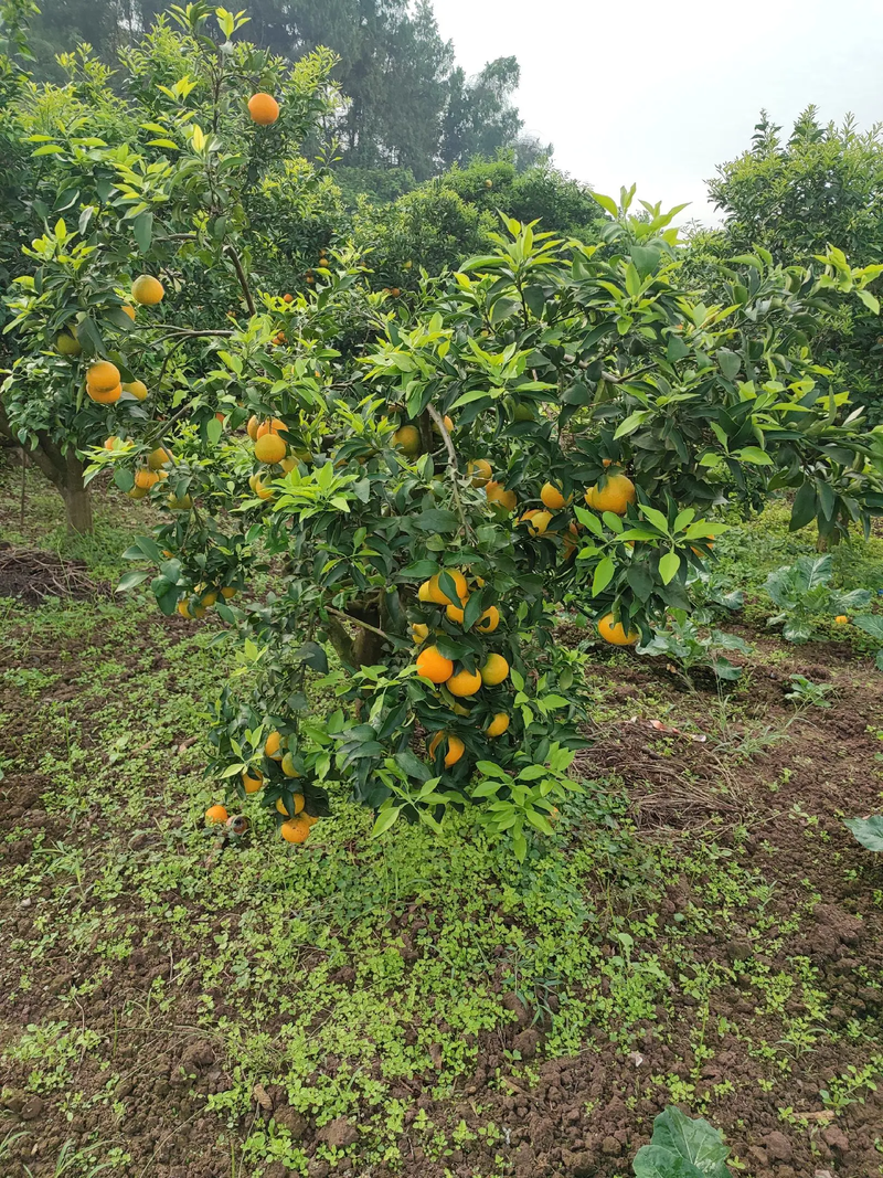 精品脐橙橙子四川产地品质保证欢迎咨询合作