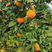 精品脐橙橙子四川产地品质保证欢迎咨询合作