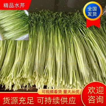 【芹菜】水芹菜无节水芹菜去叶去根品质保证量大从优