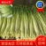 【芹菜】水芹菜无节水芹菜去叶去根品质保证量大从优