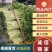 芹菜精品西芹上市中，60公分左右。量大优惠品质保障