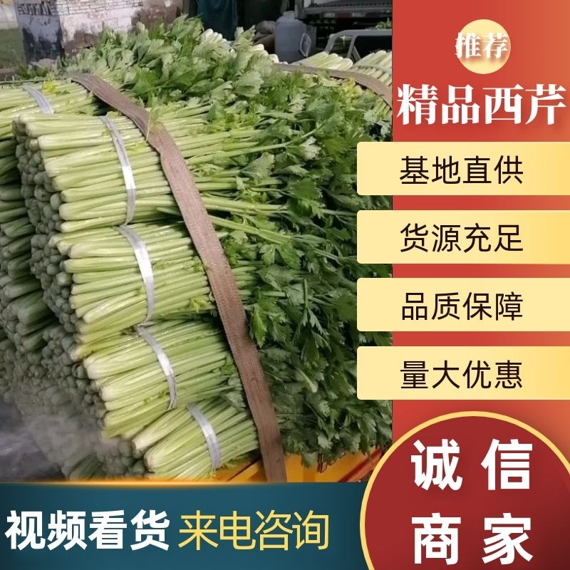 芹菜精品西芹上市中，60公分左右。量大优惠品质保障