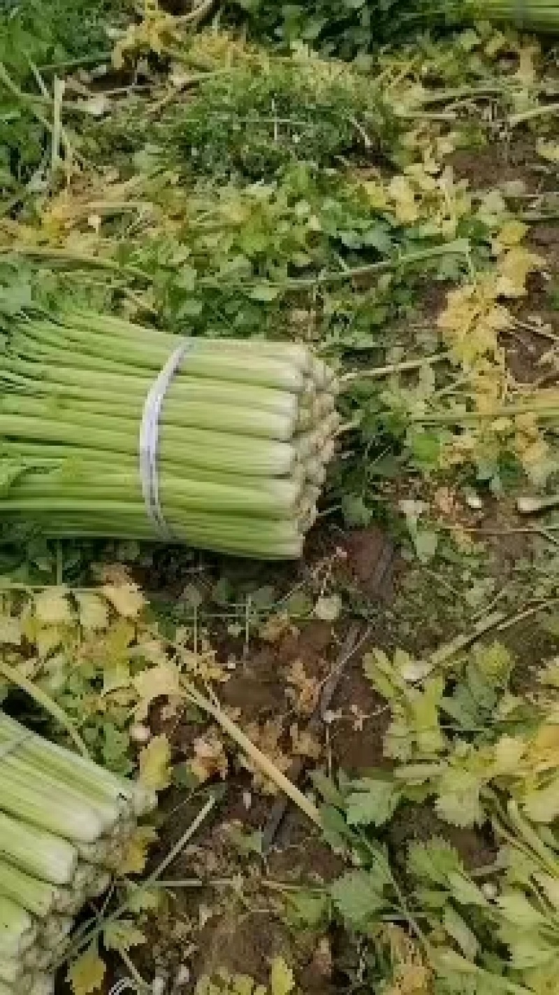 芹菜精品西芹上市中，60公分左右。量大优惠品质保障